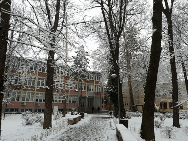 Столетна стабла Сретена Аџића
